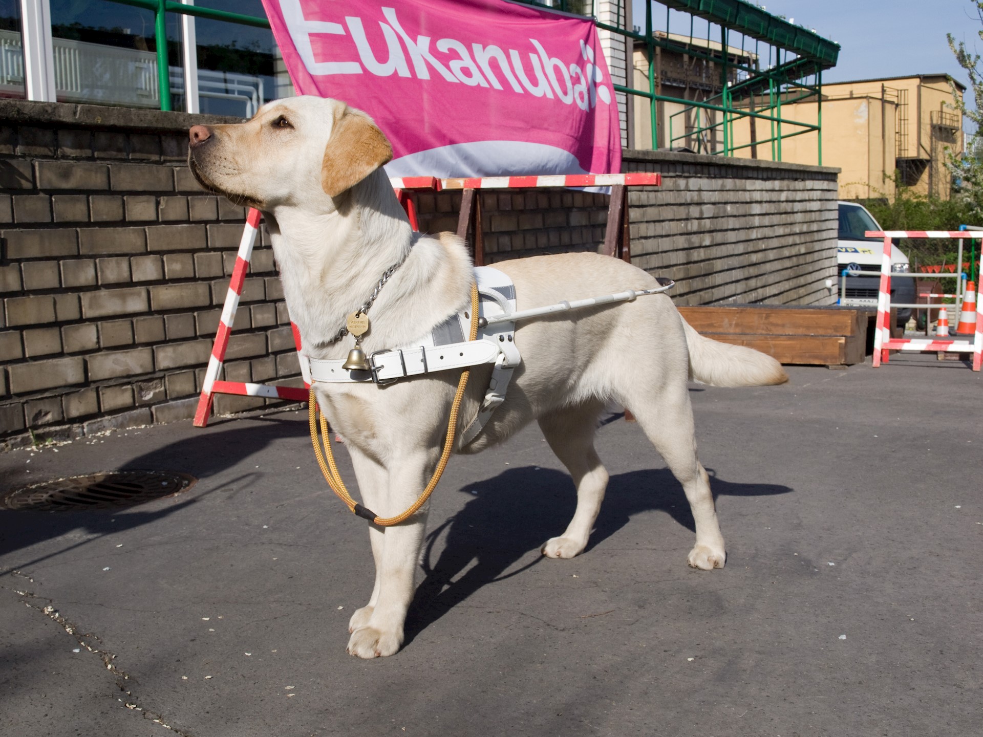 Blog Dierenkliniek Kralingen Blinde geleide hond Henderike