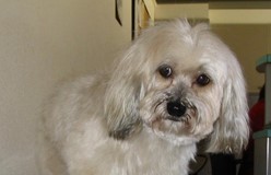 Blog van Sonja, paraveterinair en (honden)trimster