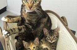 Moederpoes Kitz met Kittens
