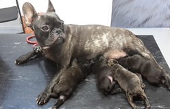 Moeder Beau met pups